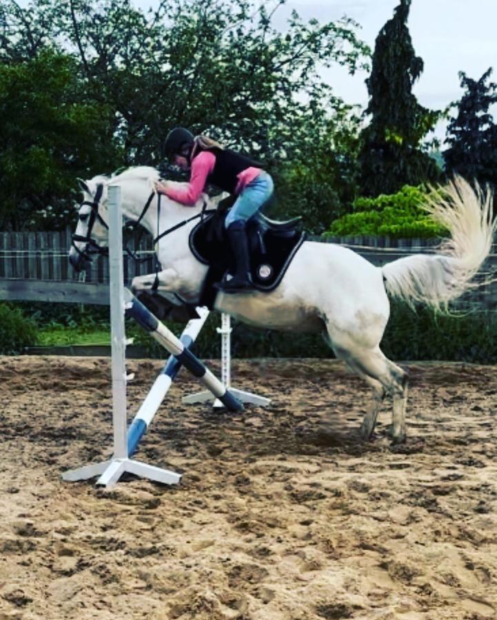 Fewo Im Reit- Und Ponyparadies Roos Halle  Exteriör bild