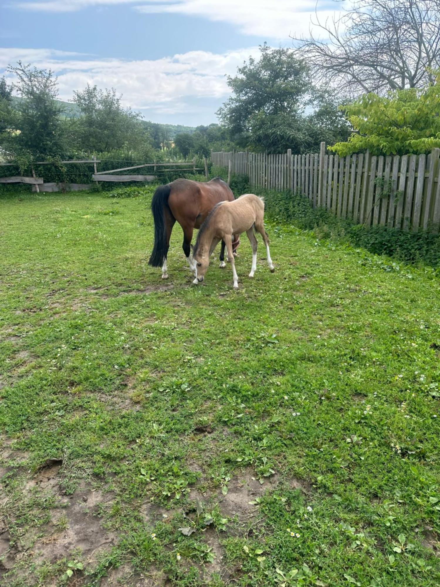 Fewo Im Reit- Und Ponyparadies Roos Halle  Exteriör bild